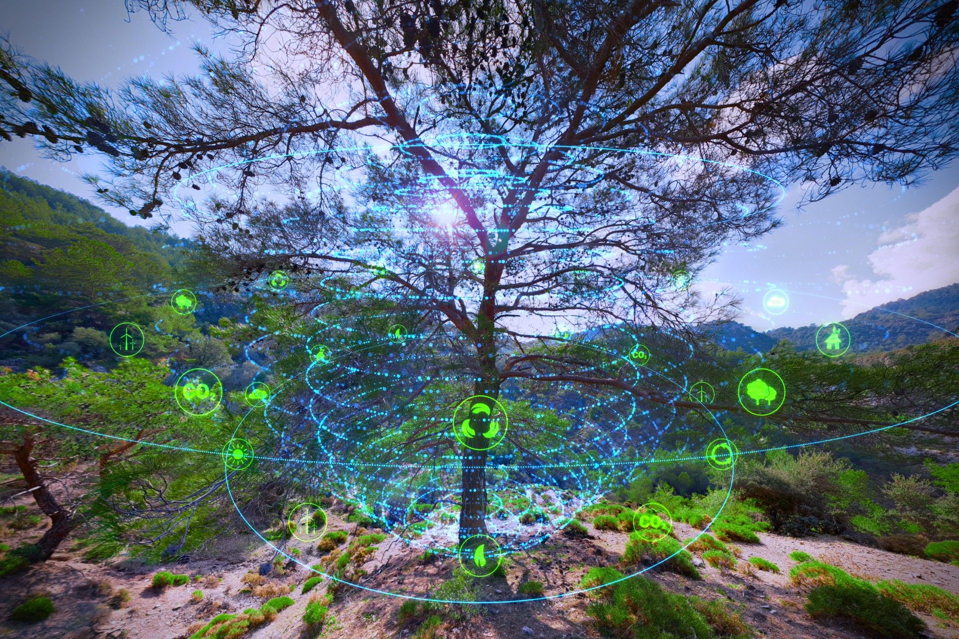 A tree in a holographic digital sphere.